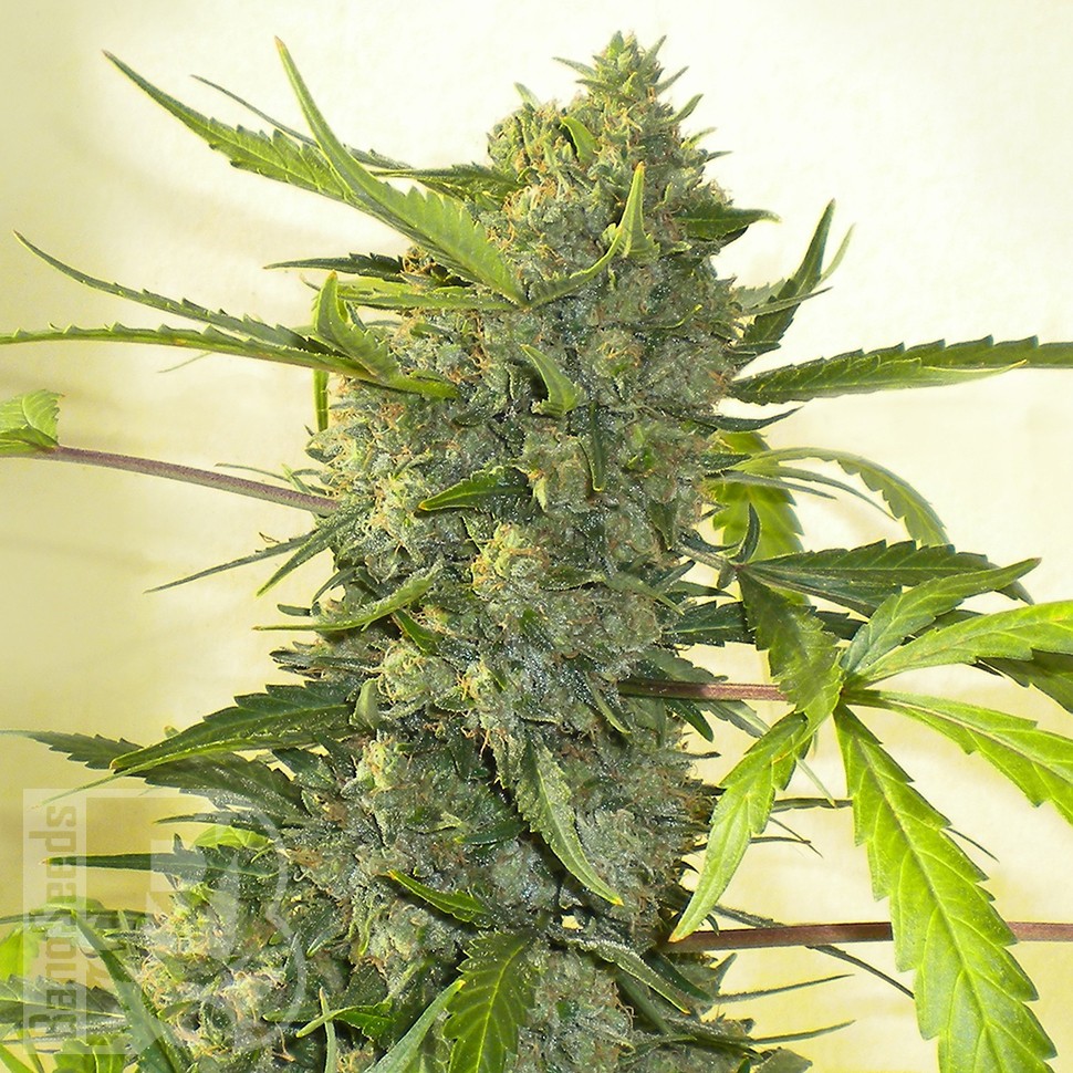 Big Bang feminised Ganja Seeds заказать Big Bang feminised Ganja Seeds заказать