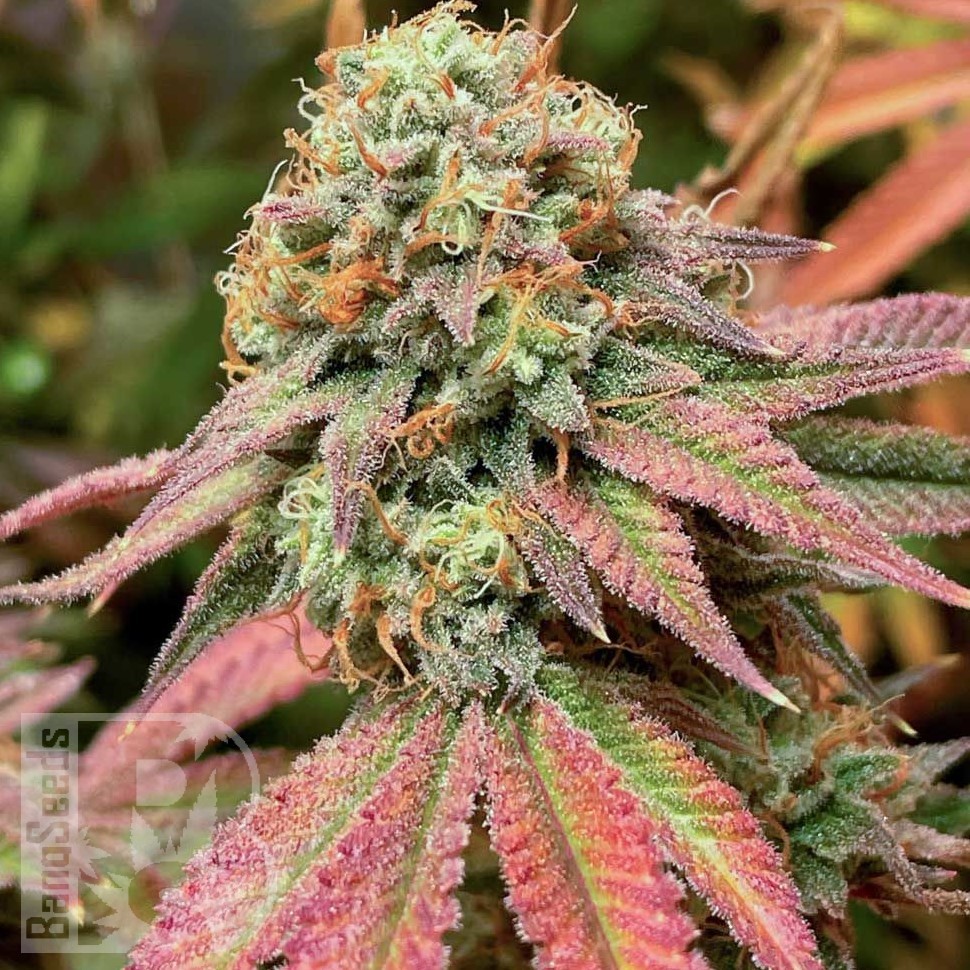 Семена конопли Northern Soul feminised Ganja Seeds Семена конопли Northern Soul feminised Ganja Seeds