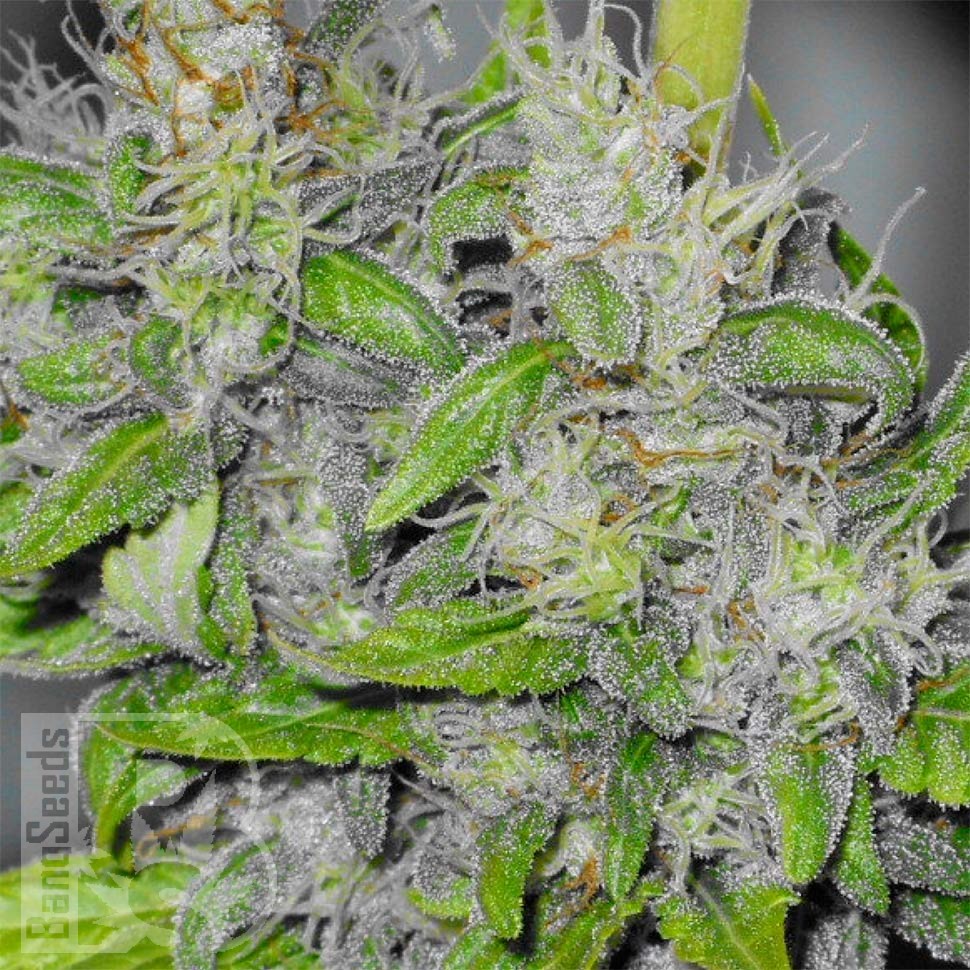 Семена ганжа  Big Dutch Bud feminised Ganja Seeds