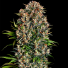 Семена ганжа  Big Dutch Bud feminised Ganja Seeds