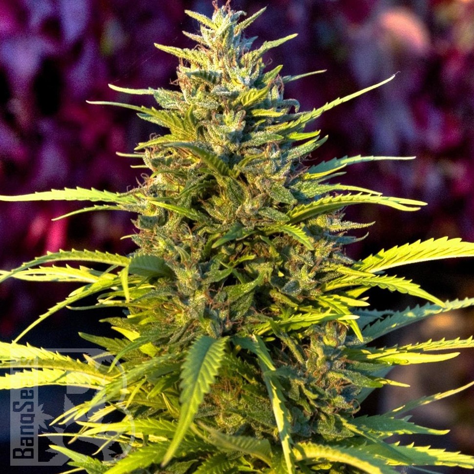 Семена марихуаны  Orange Bud feminised Ganja Seeds