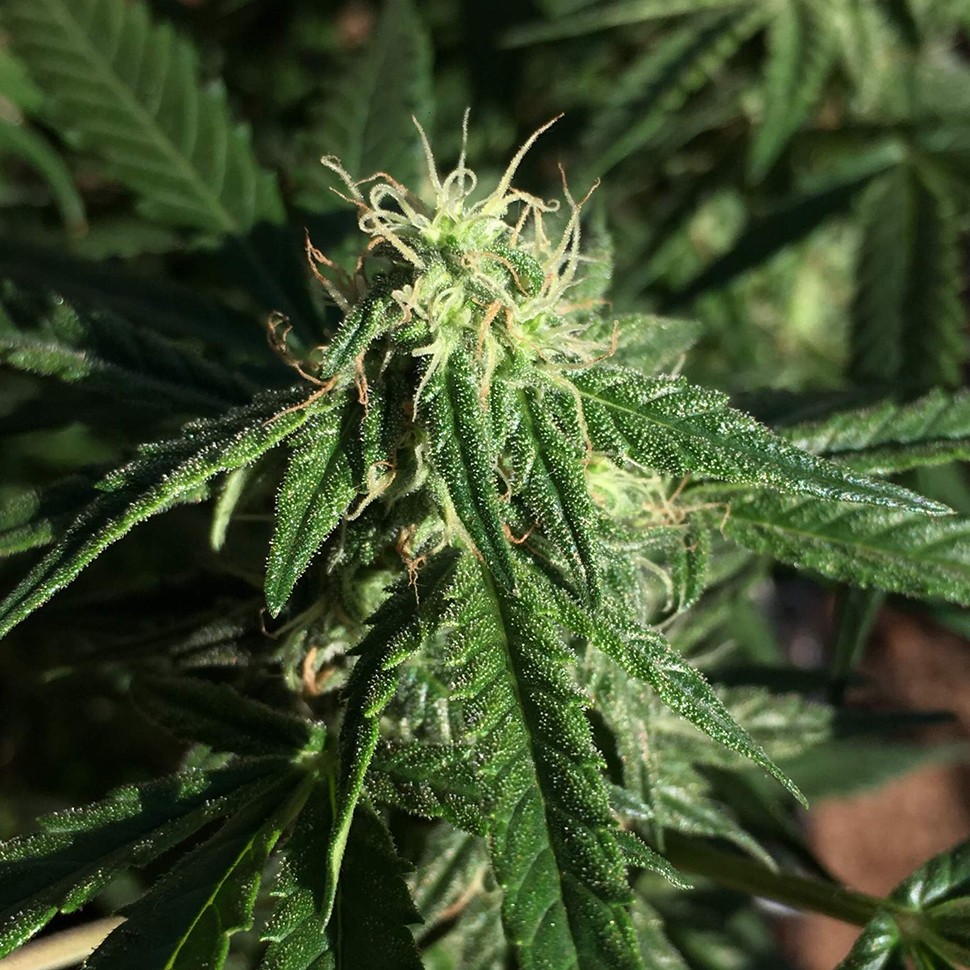 купить качественные семена конопли Auto Haze feminised
