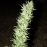 Семена марихуаны  Auto Haze feminised Ganja Seeds