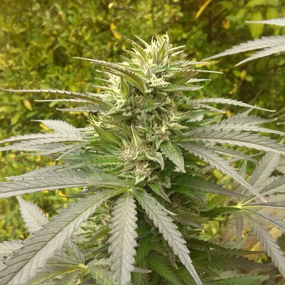 семена конопли гидропоники Power Plant regular Ganja Seeds