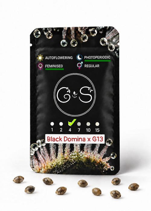 Семена каннабиса  Black Domina x G13 feminised Ganja Seeds