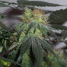 Семена каннабиса  Black Domina x G13 feminised Ganja Seeds