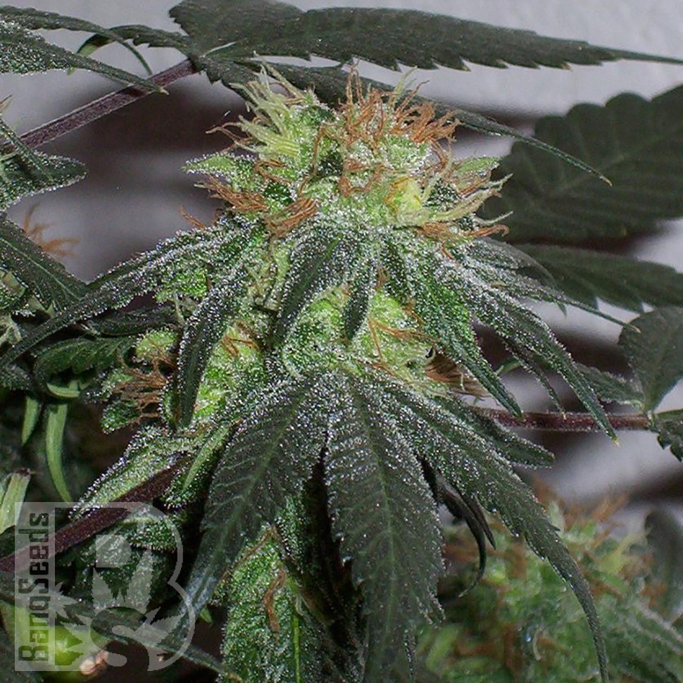 Семена каннабиса  Black Domina x G13 feminised Ganja Seeds