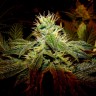 Семена каннабиса  Black Domina x G13 feminised Ganja Seeds