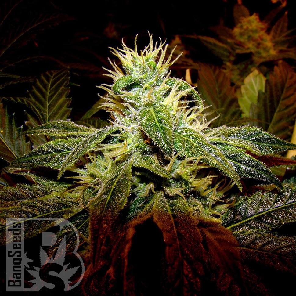 Семена каннабиса  Black Domina x G13 feminised Ganja Seeds