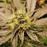 Семена каннабиса  Black Domina x G13 feminised Ganja Seeds