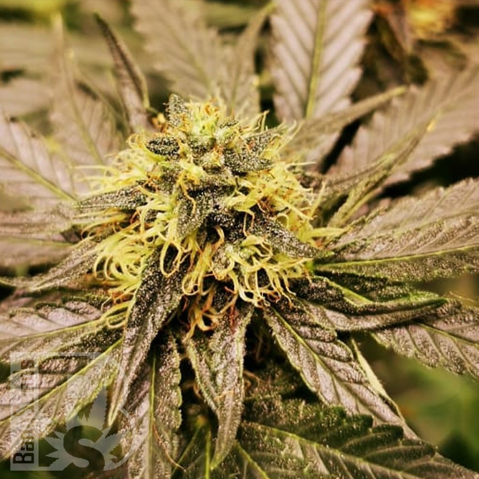 Семена каннабиса  Black Domina x G13 feminised Ganja Seeds