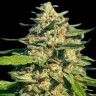 Семена каннабиса  Black Domina x G13 feminised Ganja Seeds