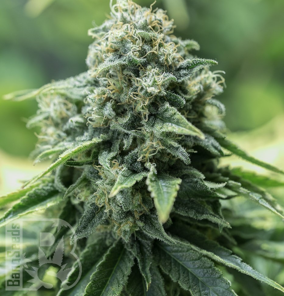 Семена каннабиса  Black Domina x G13 feminised Ganja Seeds