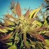 Семена  Pepoberry feminised Ganja Seeds