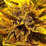 Семена  Pepoberry feminised Ganja Seeds