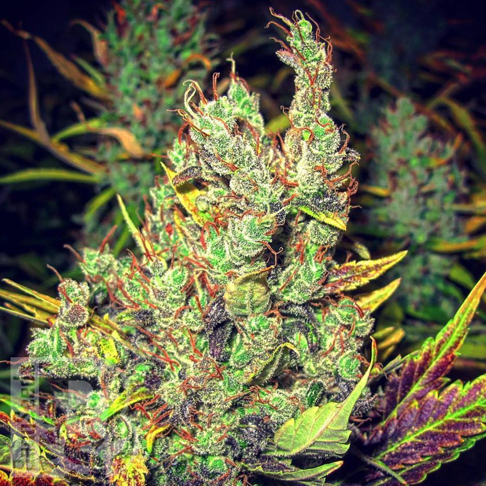 Семена  Pepoberry feminised Ganja Seeds