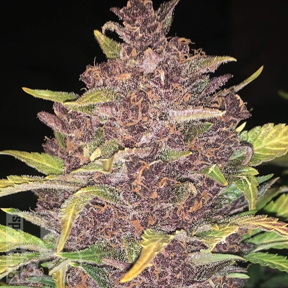 Семена конопли  Auto Lemon feminised Ganja Seeds