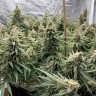 качественные семена конопли Auto Super Extra Skunk feminised Victory Seeds