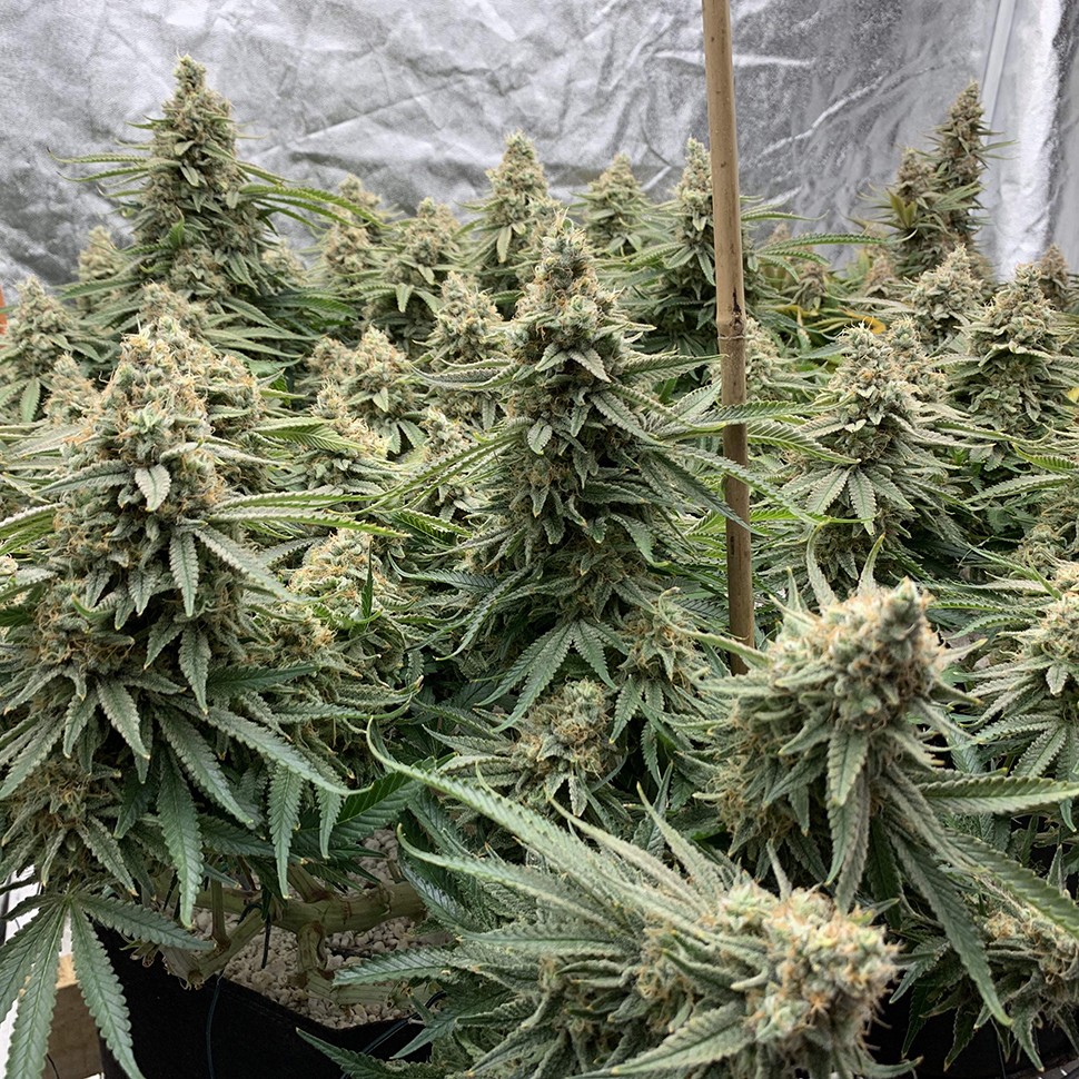 Семена каннабиса  Auto Super Extra Skunk feminised Victory Seeds
