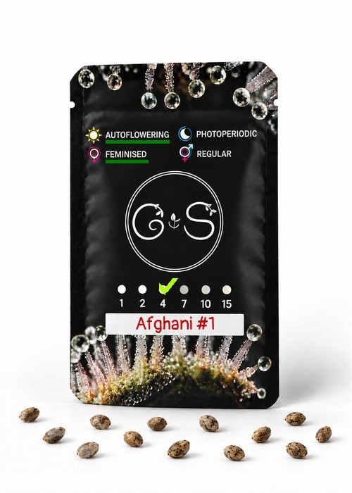 Семена ганжа  Auto Afghani #1 feminised Ganja Seeds
