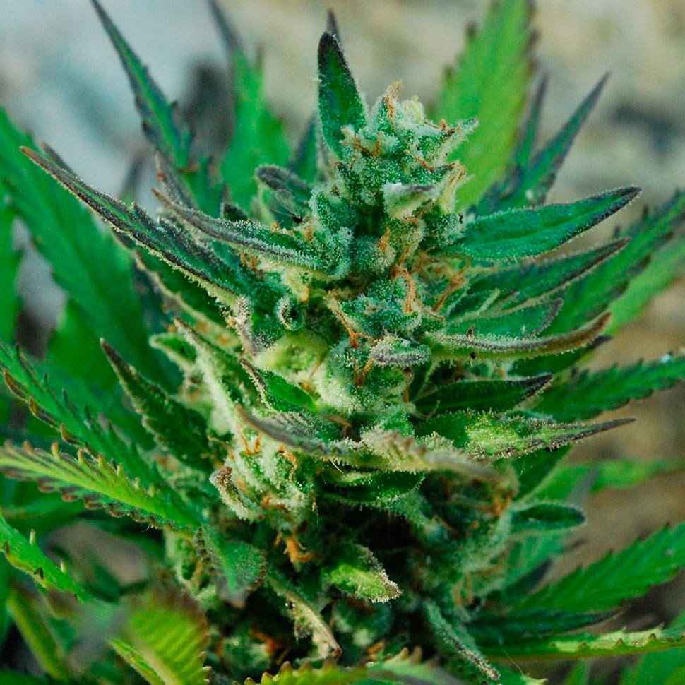 купить семена конопли Auto Afghani №1 feminised Ganja Seeds