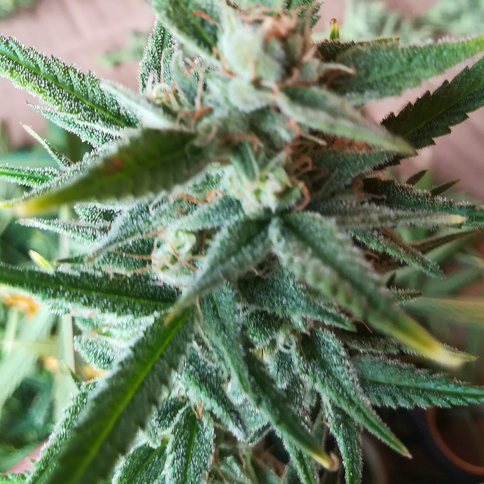 Семена марихуаны Auto Mandarine XXL feminised Ganja Seeds