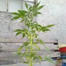 семена конопли Auto AK 49 feminised Ganja Seeds семена конопли Auto AK 49 feminised Ganja Seeds