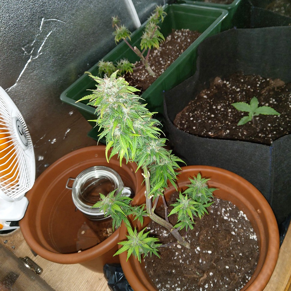 семена конопли ганжасидс Auto AK 49 feminised Ganja Seeds семена конопли ганжасидс Auto AK 49 feminised Ganja Seeds