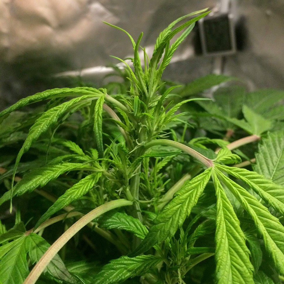 Семена Auto AK 49 feminised Ganja Seeds Семена Auto AK 49 feminised Ganja Seeds