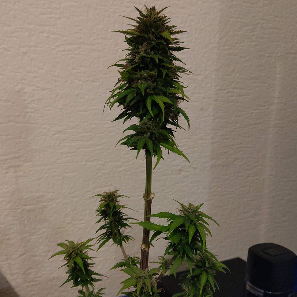 купить качественные семена конопли Auto AK 49 feminised Ganja Seeds купить качественные семена конопли Auto AK 49 feminised Ganja Seeds