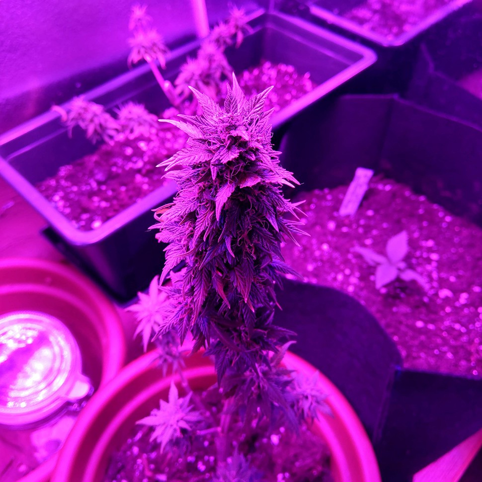 семки Auto AK 49 feminised Ganja Seeds семки Auto AK 49 feminised Ganja Seeds