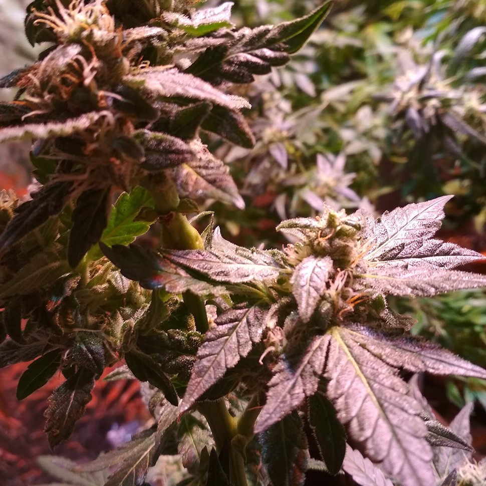 автоцветущие семена конопли Auto AK 49 feminised Ganja Seeds автоцветущие семена конопли Auto AK 49 feminised Ganja Seeds