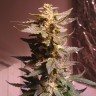 семена конопли для новичков Auto AK 49 feminised Ganja Seeds семена конопли для новичков Auto AK 49 feminised Ganja Seeds