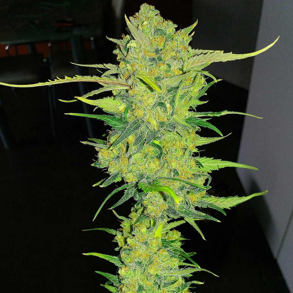 Семена марихуаны Auto Super Lemon Haze feminised Ganja Seeds