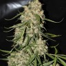 Семена марихуаны  Narkush regular Ganja Seeds