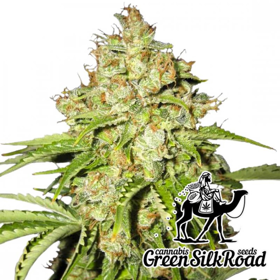 Семена марихуаны  White Russian feminised Green Silk Road Seeds