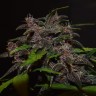 купить семена конопли Auto Blackberry Kush feminised Ganja Seeds