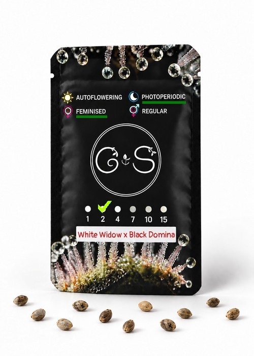 Семена каннабиса  White Widow x Black Domina feminised Ganja Seeds