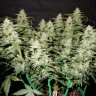 Auto Gorilla Glue feminised Ganja Seeds в Казахстане