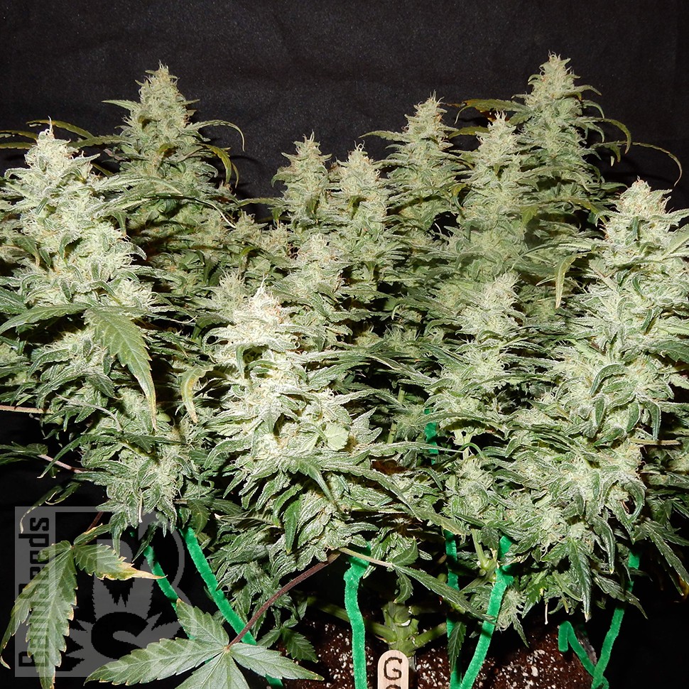 Auto Gorilla Glue feminised Ganja Seeds в Казахстане