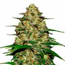 Семена конопли Wedding Cheesecake feminised Ganja Seeds
