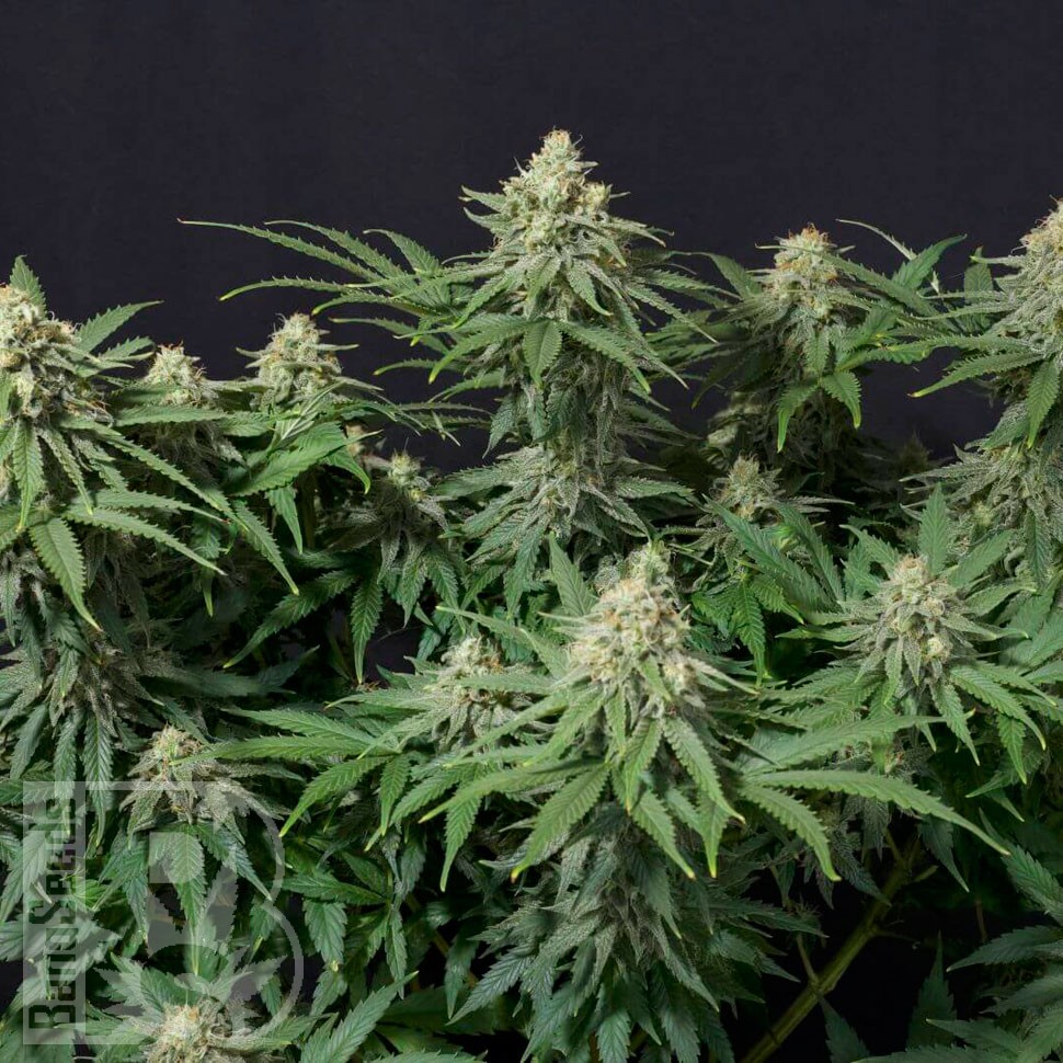 Wedding Cheesecake feminised Ganja Seeds купить