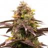 Семена  Wedding Cheesecake feminised Ganja Seeds