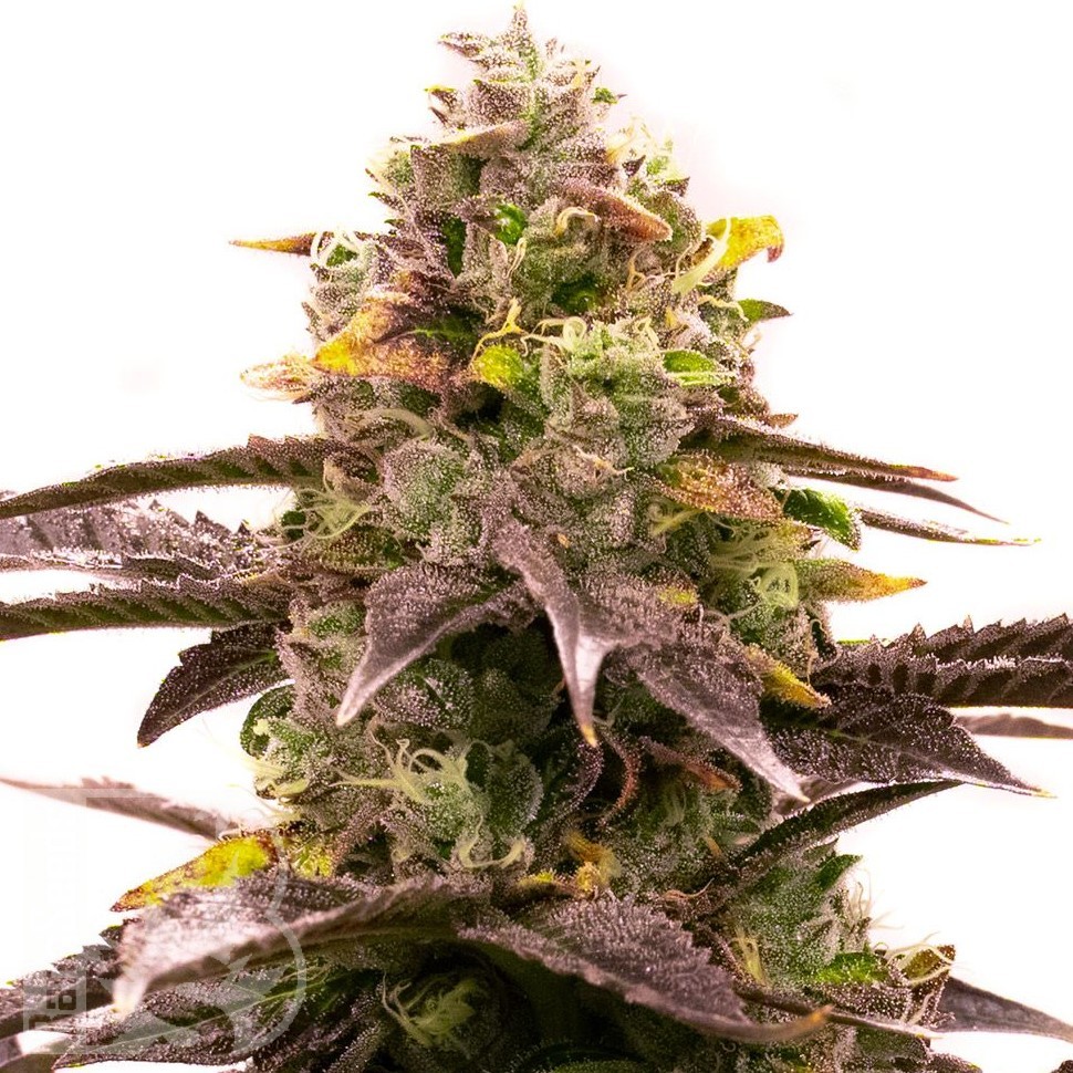 Семена  Wedding Cheesecake feminised Ganja Seeds