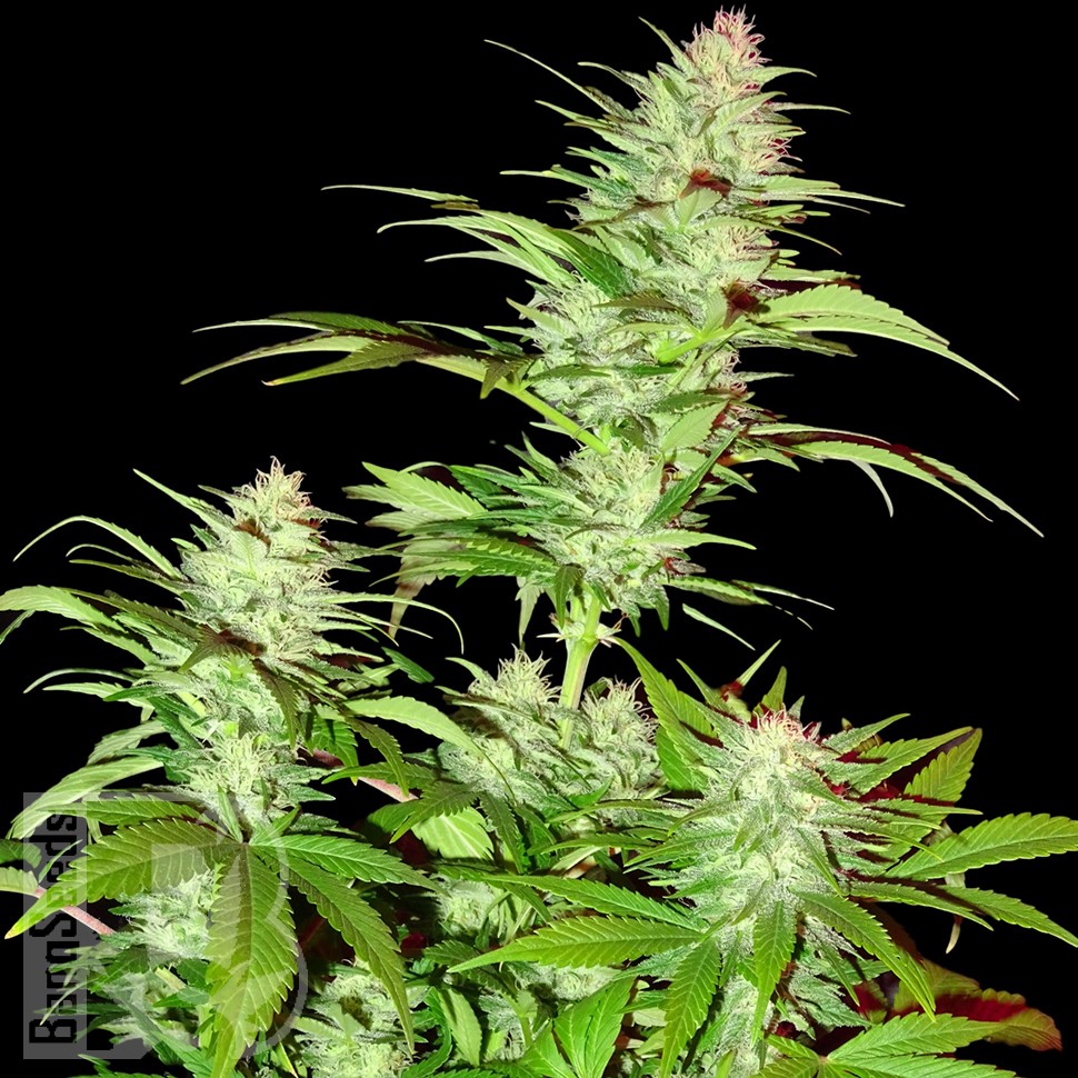 Семена каннабиса  White Widow x Chronic feminised Ganja Seeds