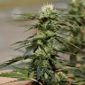 автоцветущие семена конопли Auto Daiquiri Lime feminised Ganja Seeds