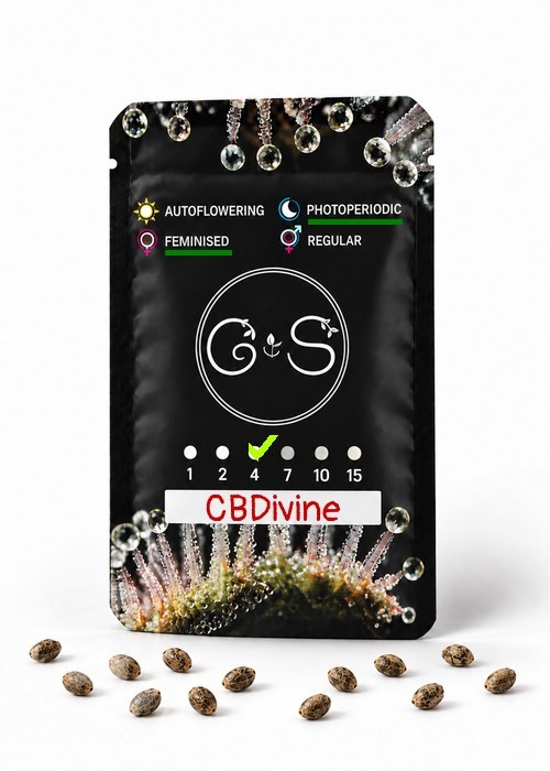 Семена  CBDivine feminised Ganja Seeds