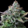 Семена ганжа  White Widow x Great White Shark feminised Ganja Seeds