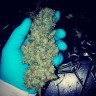 Black Russian feminised Ganja Seeds семена