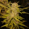 Black Russian feminised Ganja Seeds заказать